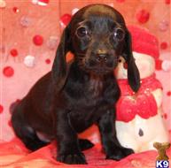 dachshund puppy posted by Kimberly Jones